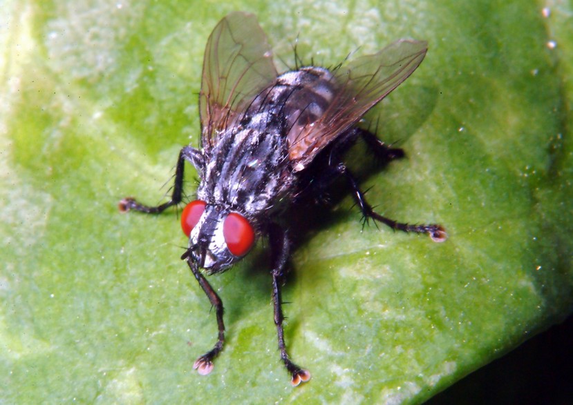 mosca